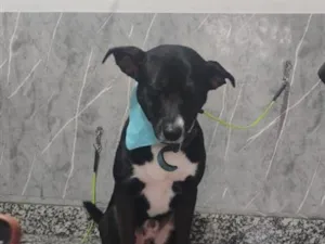 Cachorro raça SRD-ViraLata idade 1 ano nome Sirius