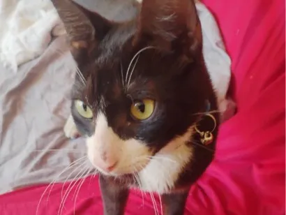 Gato raça SRD-ViraLata idade 1 ano nome Ozzy