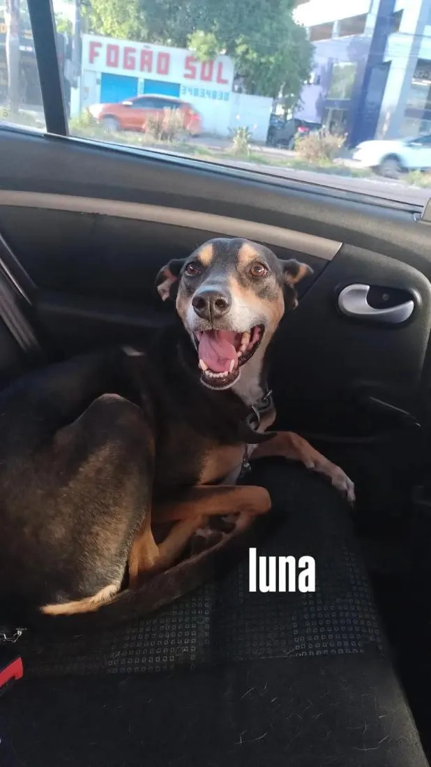 Cachorro raça SRD-ViraLata idade 5 anos nome Luna