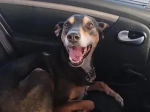 Cachorro raça SRD-ViraLata idade 5 anos nome Luna