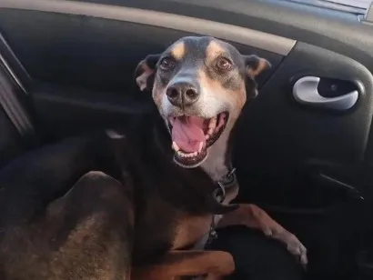 Cachorro raça SRD-ViraLata idade 5 anos nome Luna
