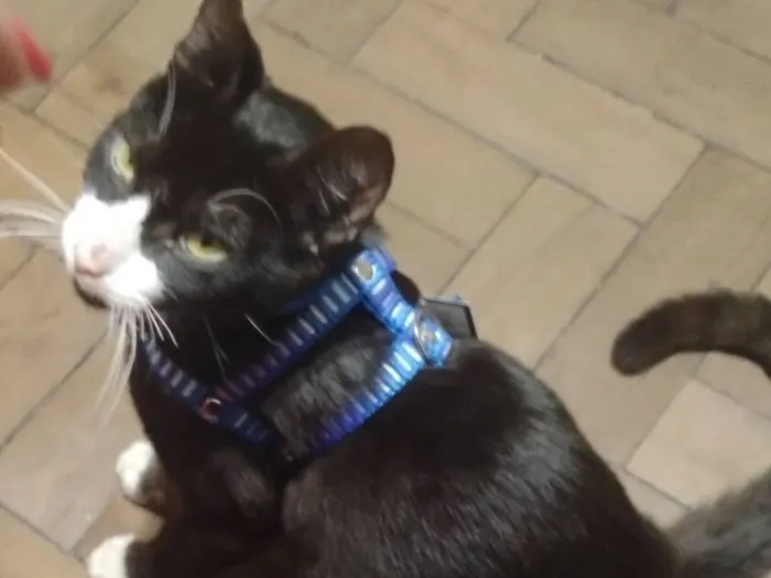 Gato raça SRD-ViraLata idade 1 ano nome Ozzy