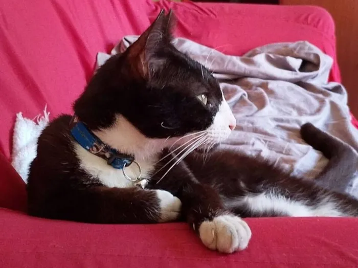 Gato raça SRD-ViraLata idade 1 ano nome Ozzy