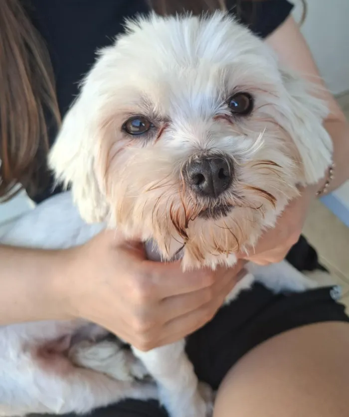 Cachorro raça Poodle idade 3 anos nome .