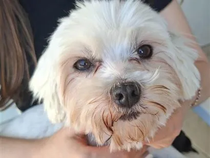 Cachorro raça Poodle idade 3 anos nome .