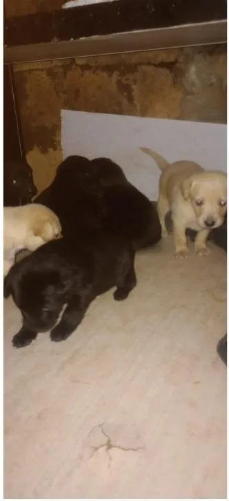 Cachorro raça SRD-ViraLata idade 2 a 6 meses nome filhotes