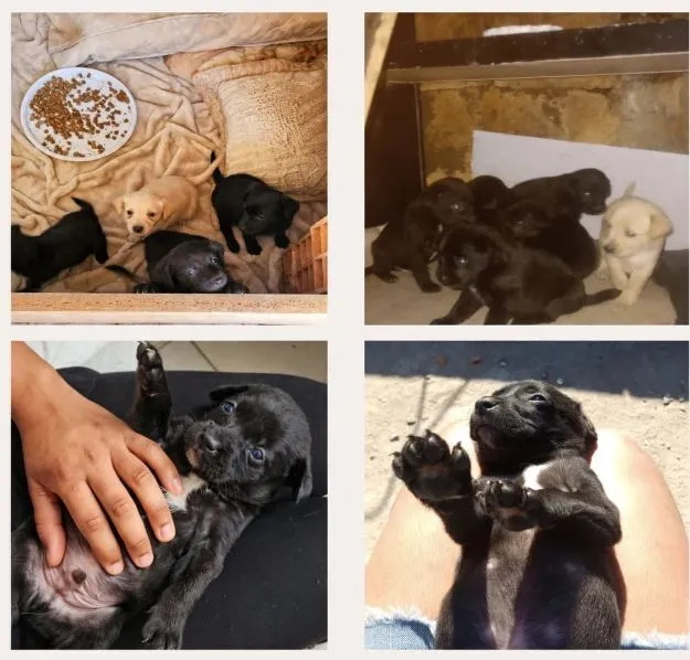 Cachorro raça SRD-ViraLata idade 2 a 6 meses nome filhotes