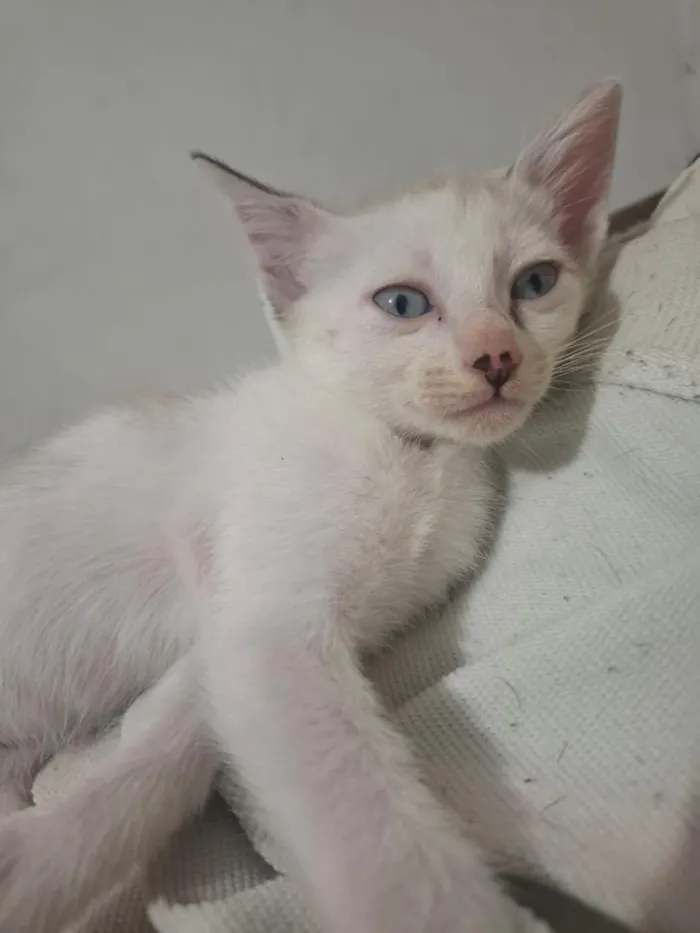 Gato raça SRD-ViraLata idade 2 a 6 meses nome ainda sem nome