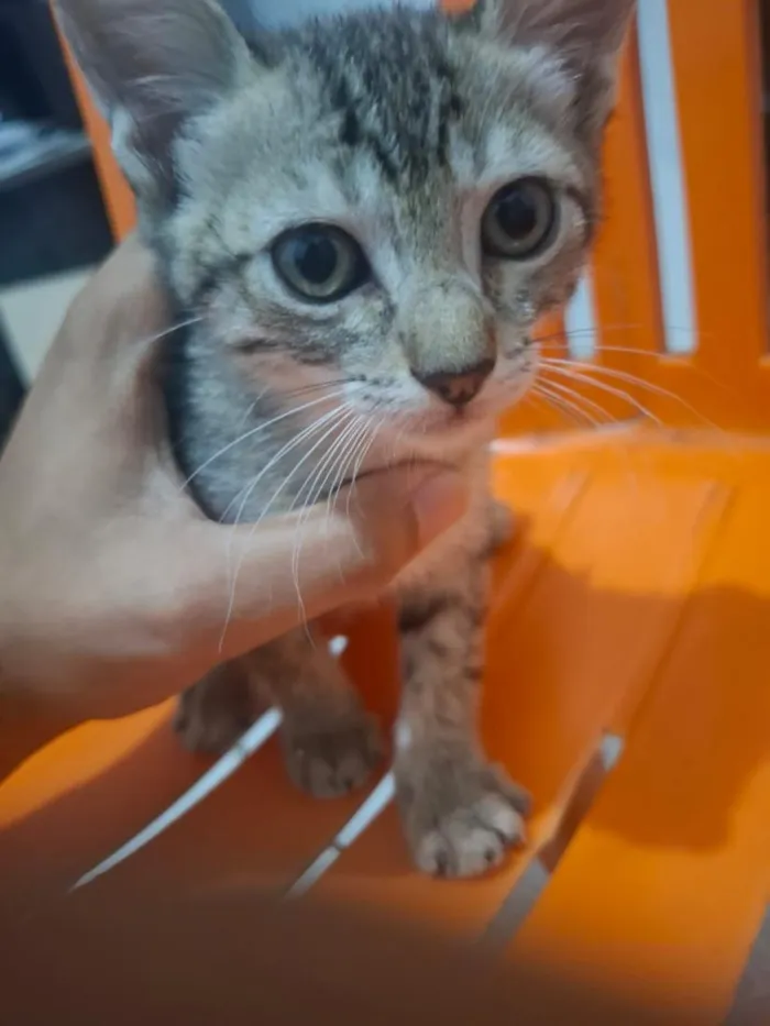Gato raça SRD-ViraLata idade 2 a 6 meses nome ainda sem nome