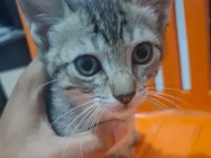 Gato raça SRD-ViraLata idade 2 a 6 meses nome ainda sem nome
