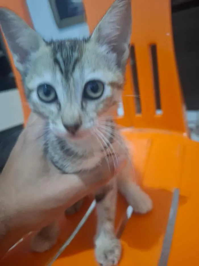 Gato raça SRD-ViraLata idade 2 a 6 meses nome ainda sem nome