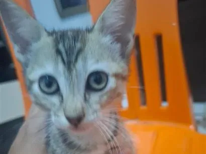 Gato raça SRD-ViraLata idade 2 a 6 meses nome ainda sem nome