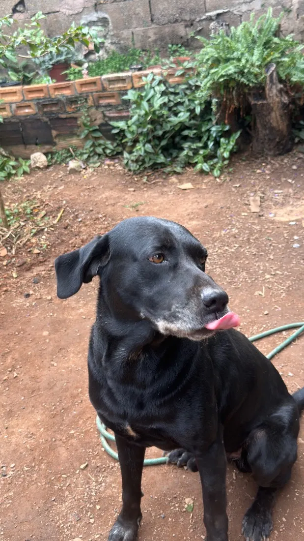 Cachorro raça Labrador idade 6 ou mais anos nome Xamã