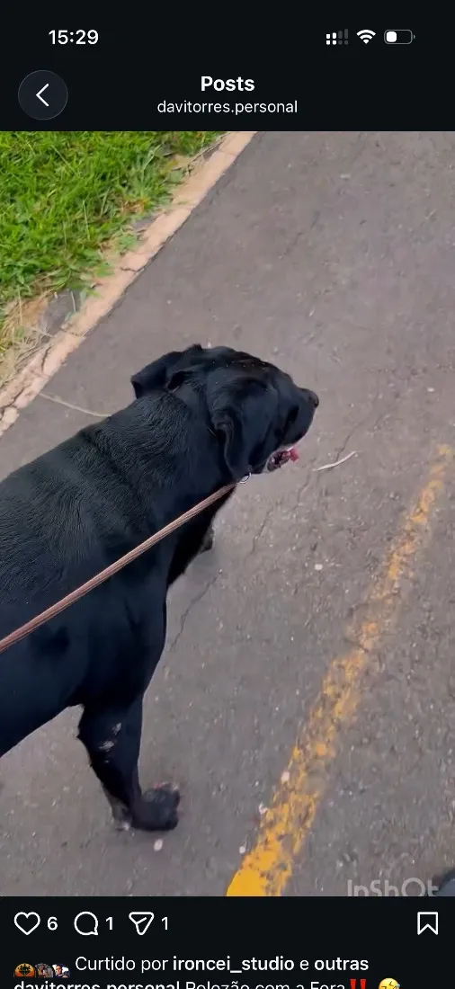 Cachorro raça Labrador idade 6 ou mais anos nome Xamã