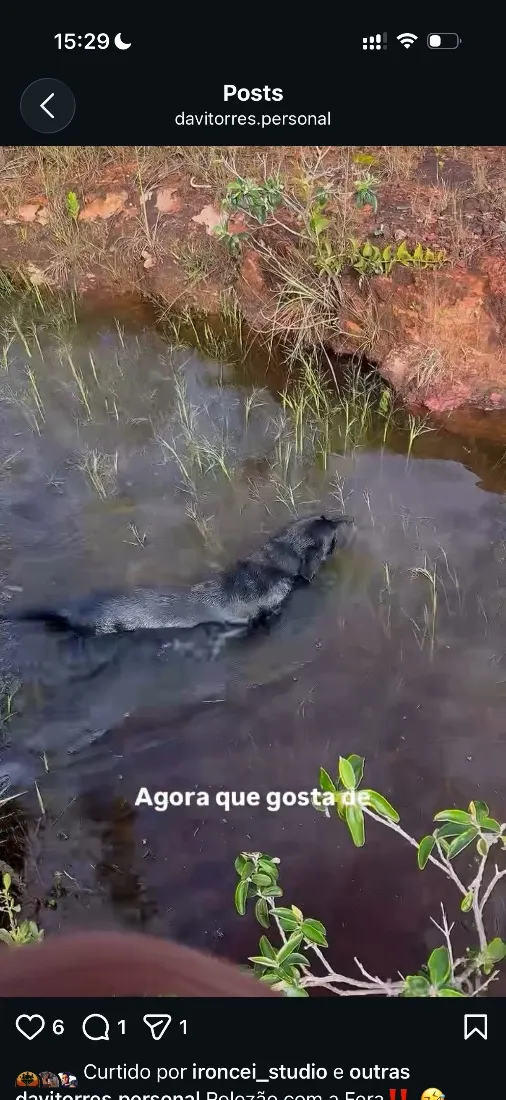 Cachorro raça Labrador idade 6 ou mais anos nome Xamã