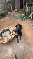 Xamã