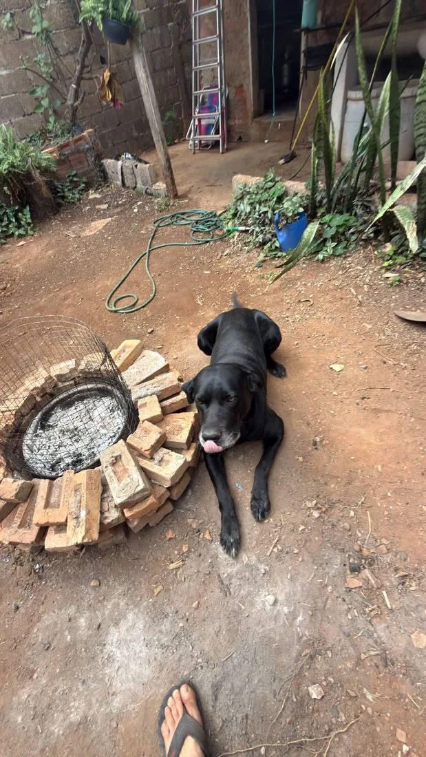 Cachorro raça Labrador idade 6 ou mais anos nome Xamã