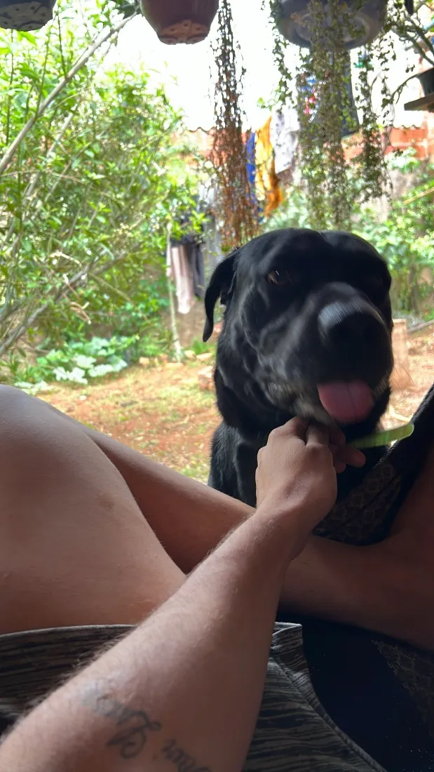 Cachorro raça Labrador idade 6 ou mais anos nome Xamã