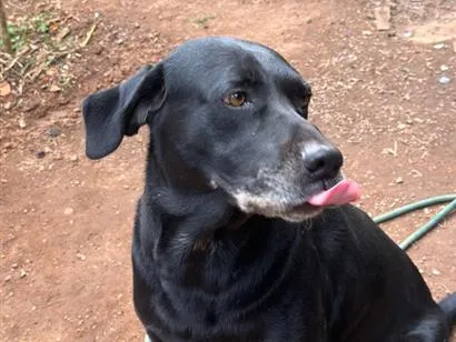 Cachorro raça Labrador idade 6 ou mais anos nome Xamã