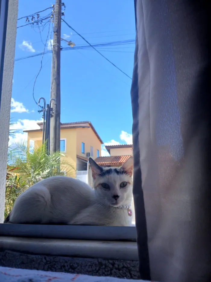 Gato raça SRD-ViraLata idade 7 a 11 meses nome Mel