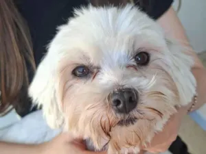 Cachorro raça Poodle idade 3 anos nome .