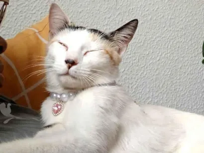 Gato raça SRD-ViraLata idade 7 a 11 meses nome Mel