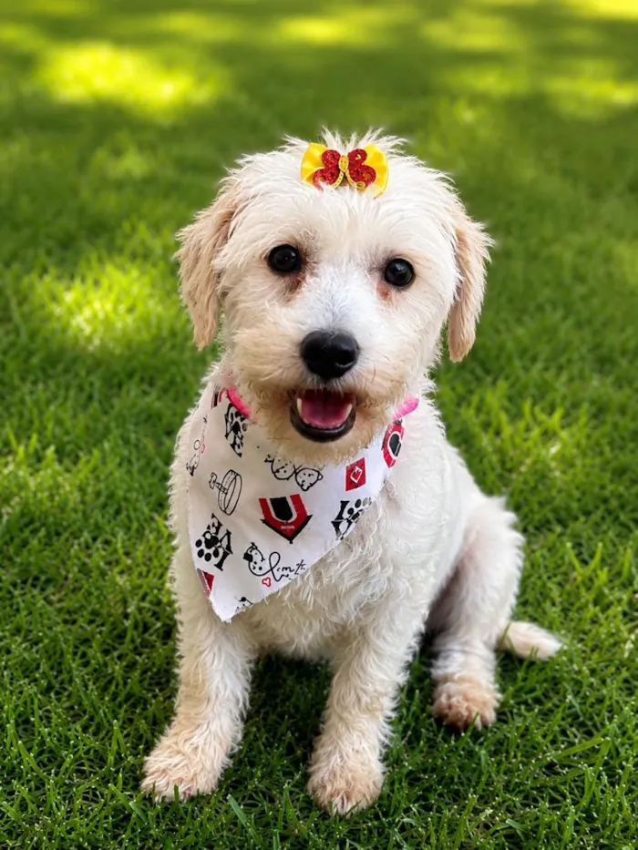 Cachorro raça SRD-ViraLata idade 2 anos nome Menina