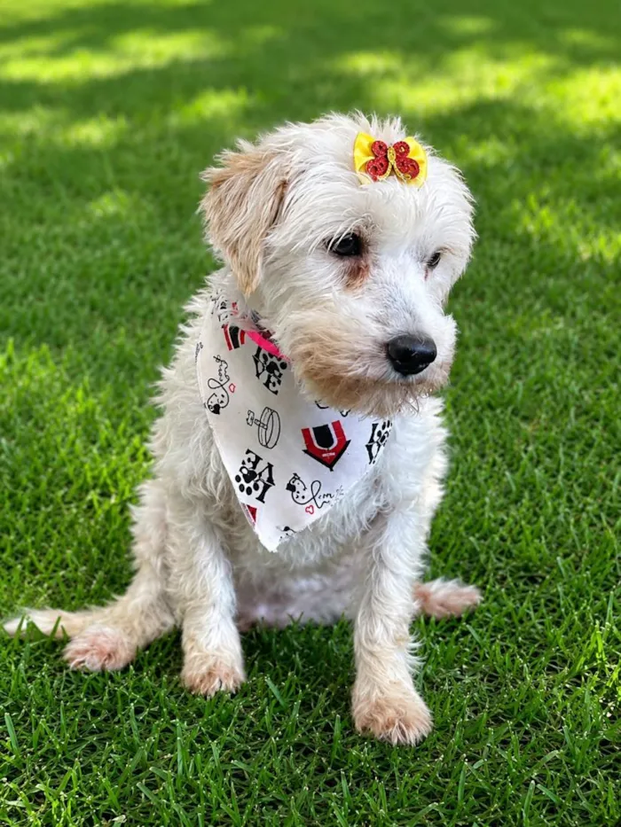 Cachorro raça SRD-ViraLata idade 2 anos nome Menina