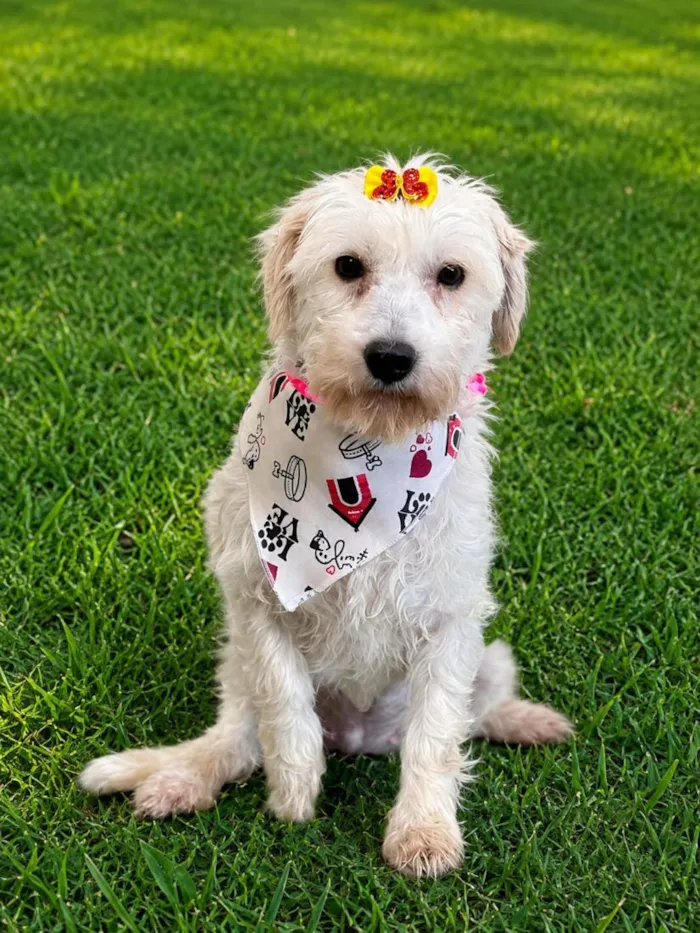 Cachorro raça SRD-ViraLata idade 2 anos nome Menina