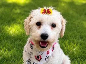 Cachorro raça SRD-ViraLata idade 2 anos nome Menina