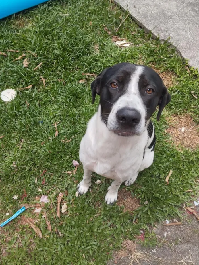 Cachorro raça SRD-ViraLata idade 2 anos nome Marshall