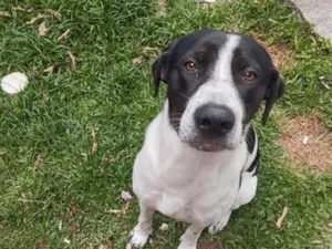 Cachorro raça SRD-ViraLata idade 2 anos nome Marshall