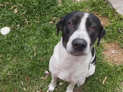 Cachorro raça SRD-ViraLata idade 2 anos nome Marshall