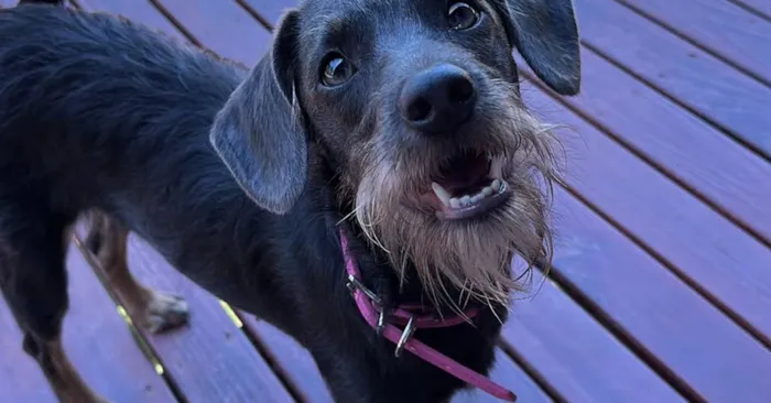 Cachorro raça SRD-ViraLata idade 2 anos nome Márcia Lua