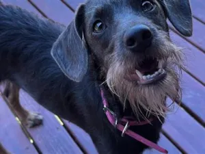 Cachorro raça SRD-ViraLata idade 2 anos nome Márcia Lua