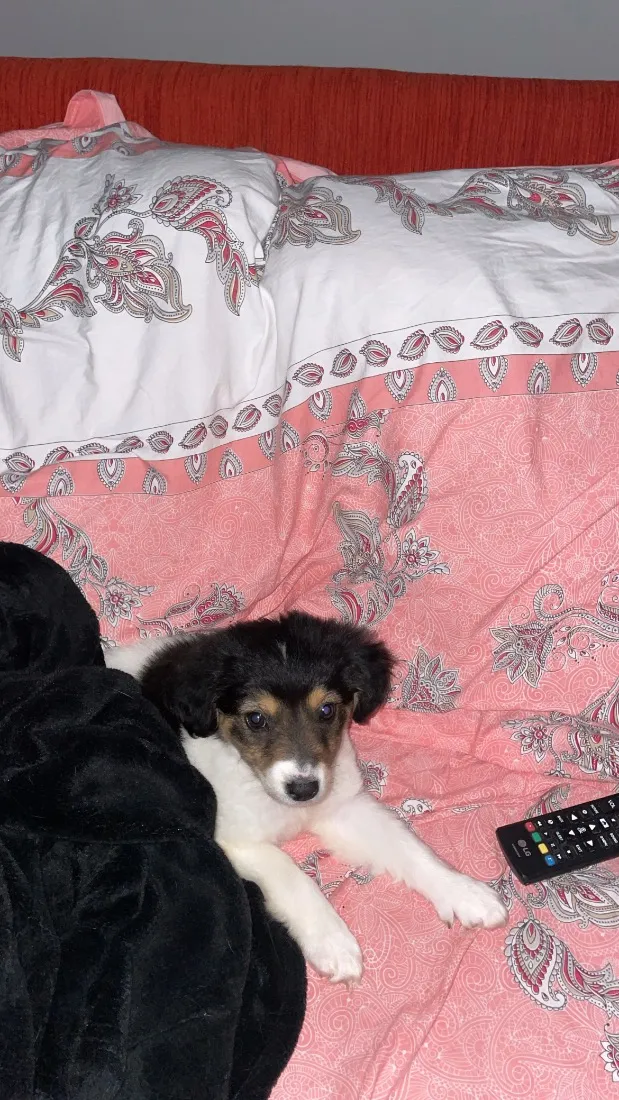 Cachorro raça SRD-ViraLata idade 2 a 6 meses nome Peludinha 