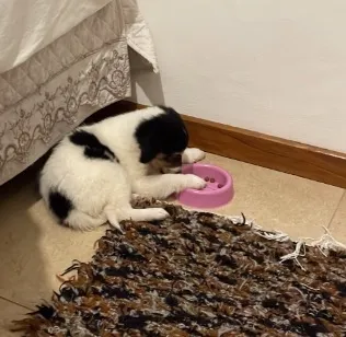 Cachorro raça SRD-ViraLata idade 2 a 6 meses nome Peludinha 