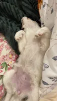 Peludinha 