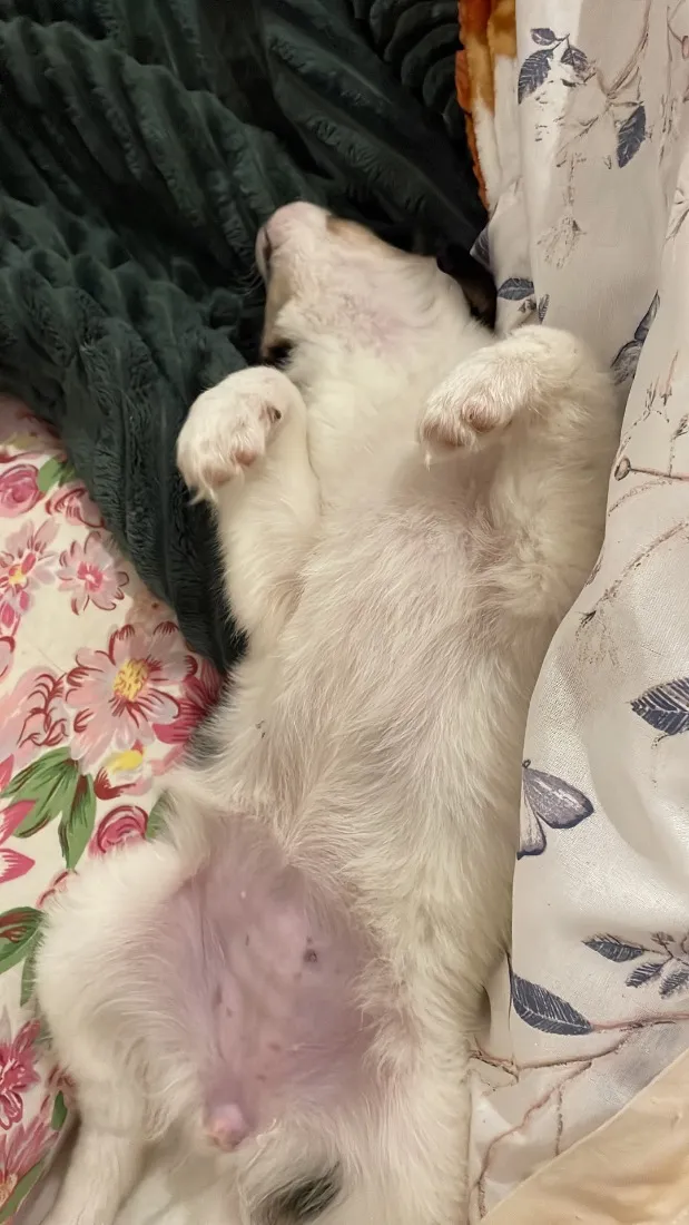 Cachorro raça SRD-ViraLata idade 2 a 6 meses nome Peludinha 