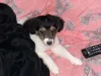 Peludinha 