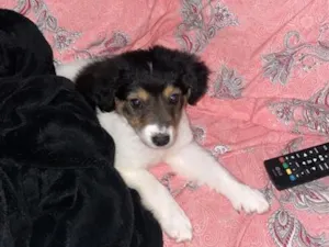 Cachorro raça SRD-ViraLata idade 2 a 6 meses nome Peludinha 