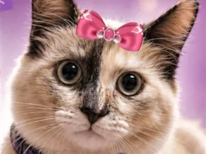 Gato raça SRD-ViraLata idade 7 a 11 meses nome Aurora