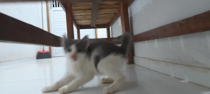 Gato raça SRD-ViraLata idade 2 a 6 meses nome nao tem