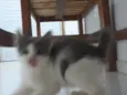 nao tem