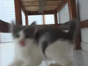 Gato raça SRD-ViraLata idade 2 a 6 meses nome nao tem