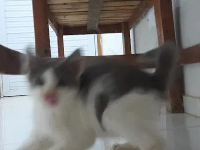 Gato raça SRD-ViraLata idade 2 a 6 meses nome nao tem