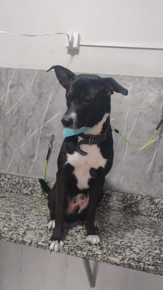 Cachorro raça SRD-ViraLata idade 1 ano nome Sírius
