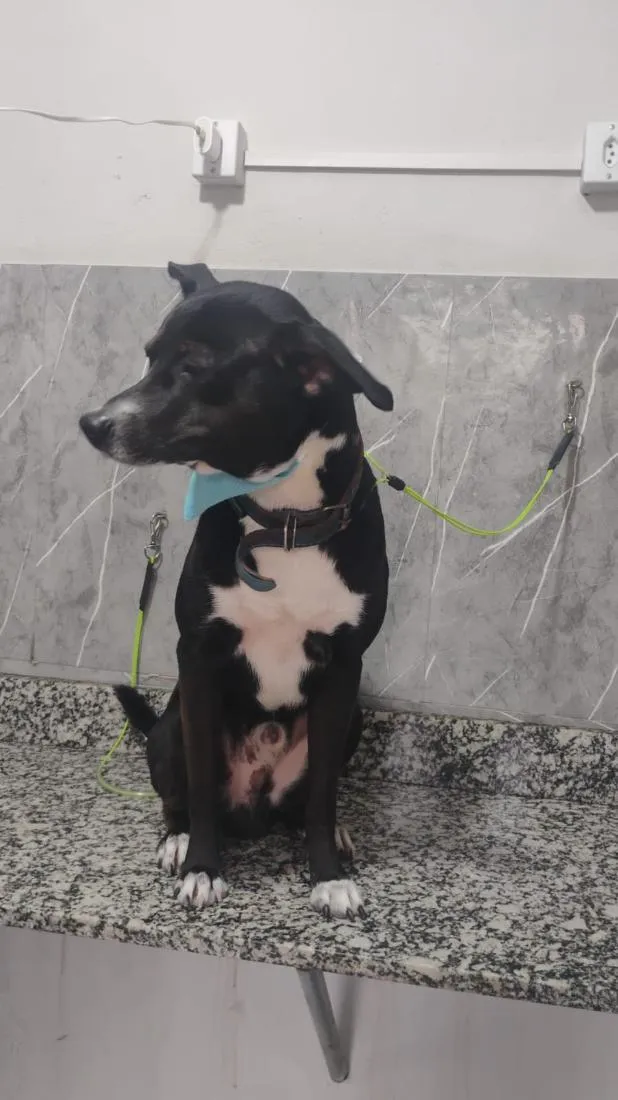 Cachorro raça SRD-ViraLata idade 1 ano nome Sírius