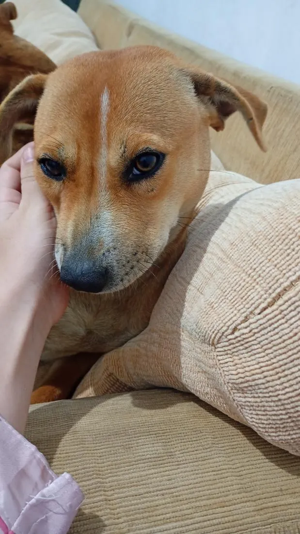 Cachorro raça SRD-ViraLata idade 2 anos nome Stella e Thorfim 