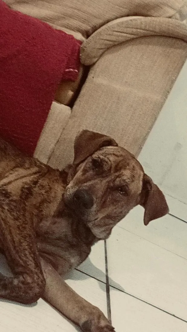 Cachorro raça SRD-ViraLata idade 2 anos nome Stella e Thorfim 